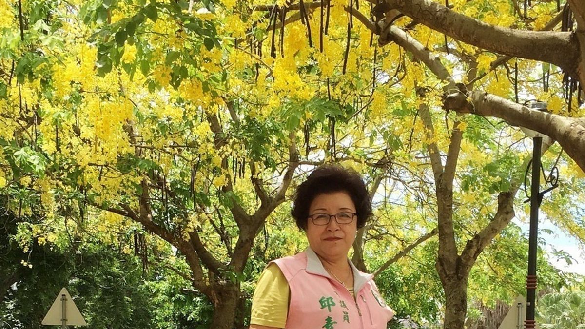 「黃金隧道」新景點 興大路阿勃勒花大道正夯 「黃金隧道」新景點 興大路阿勃勒花大道正夯