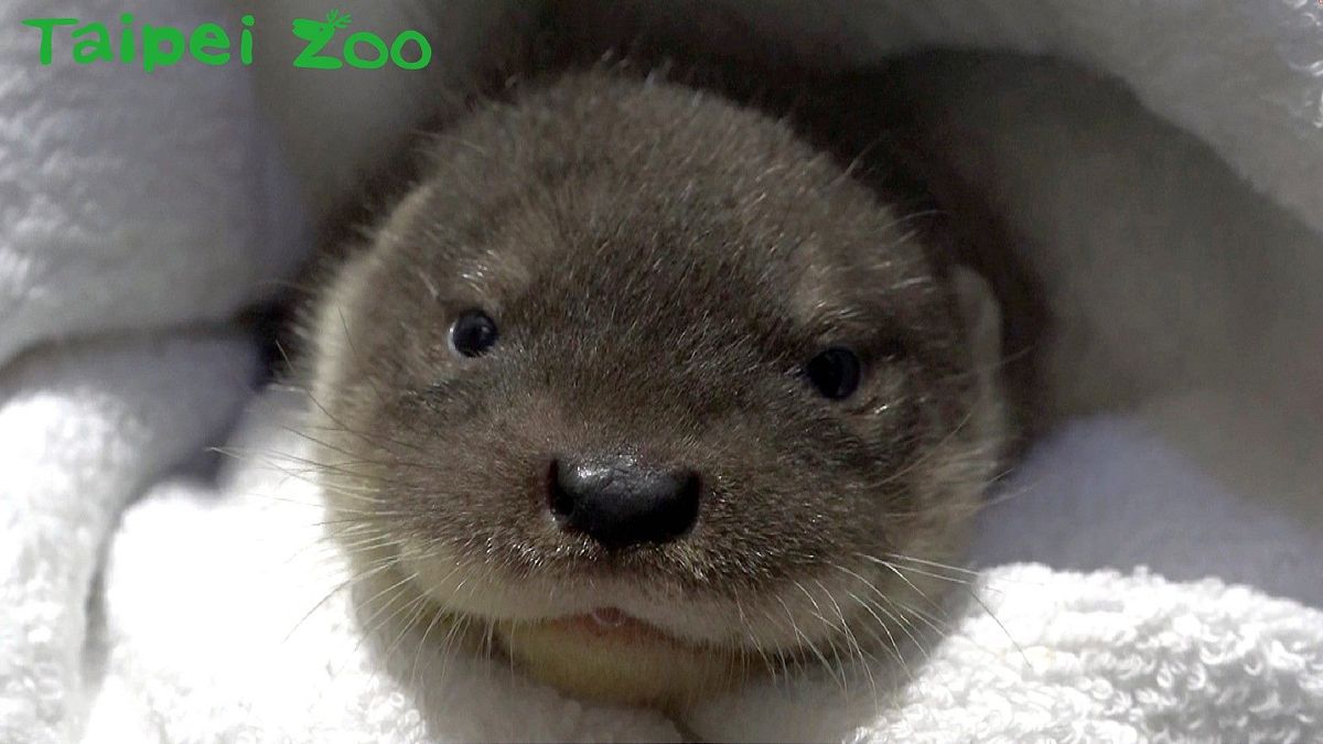 水獺寶寶青嶼(見圖)於6日上午因先天性右心構造發育異常引發肺水腫,不幸夭折。圖為青嶼2個月大的可愛模樣。(資料照,台北市政府提供) 水獺寶寶青嶼(見圖)於6日上午因先天性右心構造發育異常引發肺水腫,不幸夭折。圖為青嶼2個月大的可愛模樣。(資料照,台北市政府提供)