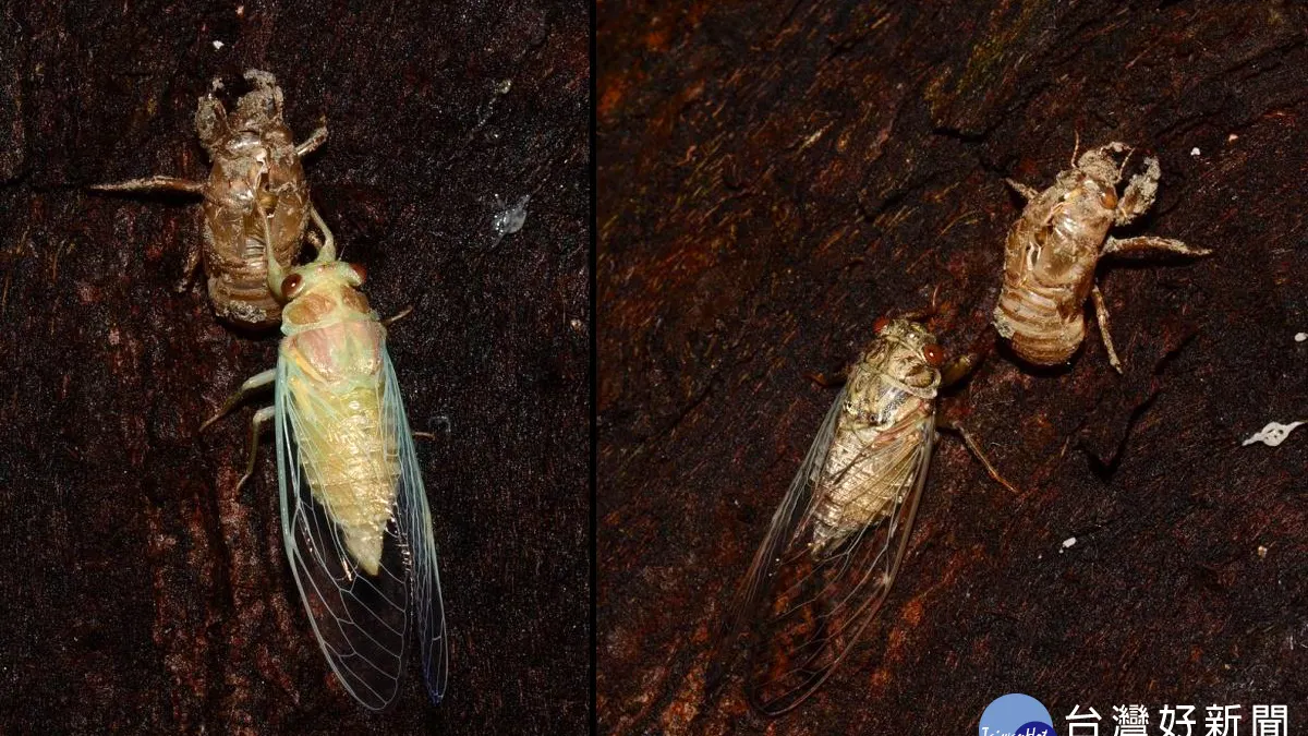 即將消失的台灣暗蟬 六輕阿嬤公園現踨 即將消失的台灣暗蟬 六輕阿嬤公園現踨