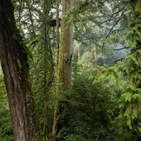 「The Tree Project 2022」。台湾の巨木林は、地球上で最も炭素密度の高い生態系の一つに数えられる。(写真/SMC提供) 「The Tree Project 2022」。台湾の巨木林は、地球上で最も炭素密度の高い生態系の一つに数えられる。(写真/SMC提供)
