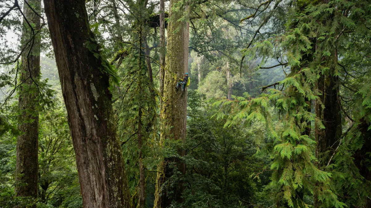 「The Tree Project 2022」。台湾の巨木林は、地球上で最も炭素密度の高い生態系の一つに数えられる。(写真/SMC提供)