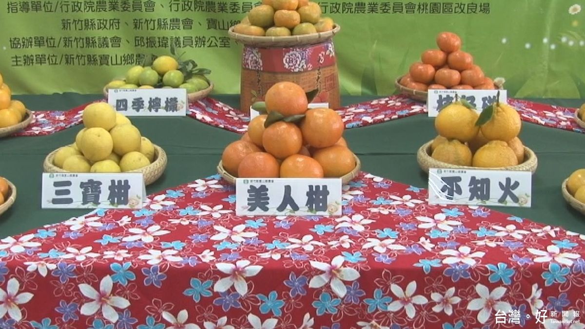 北部柑橘種植大縣 寶山椪柑成熟了 北部柑橘種植大縣 寶山椪柑成熟了