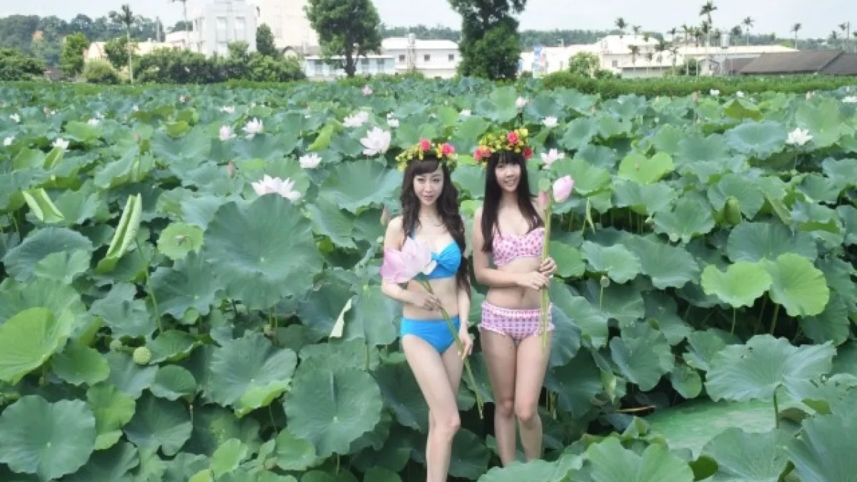 靚女與荷花一同爭艷 后里荷花音樂季優美揭幕