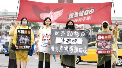 10月4日世界動物日,動保團體到總統府、農業部、立法院舉行快閃活動,呼籲總統參選人重視格子籠母雞處境,盡快提出產業升級政見。 (圖/台灣動物社會研究會提供)