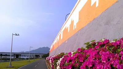 暖冬晚開 杜鵑花4月攻佔北市河濱