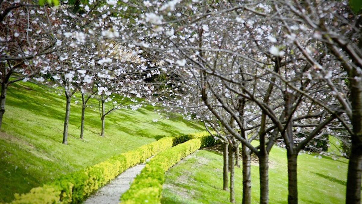 春天的櫻花小徑(資料照,曾廣儀攝) 春天的櫻花小徑(資料照,曾廣儀攝)