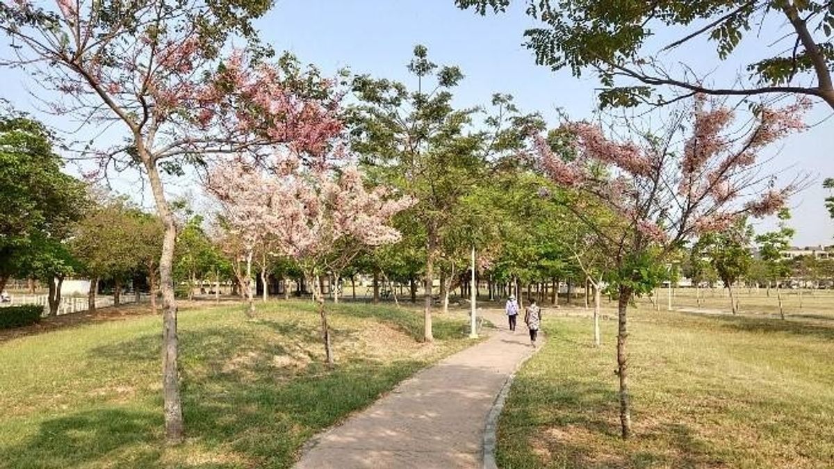 鳳山公園花旗木綻放。(圖/高雄市工務局提供) 鳳山公園花旗木綻放。(圖/高雄市工務局提供)