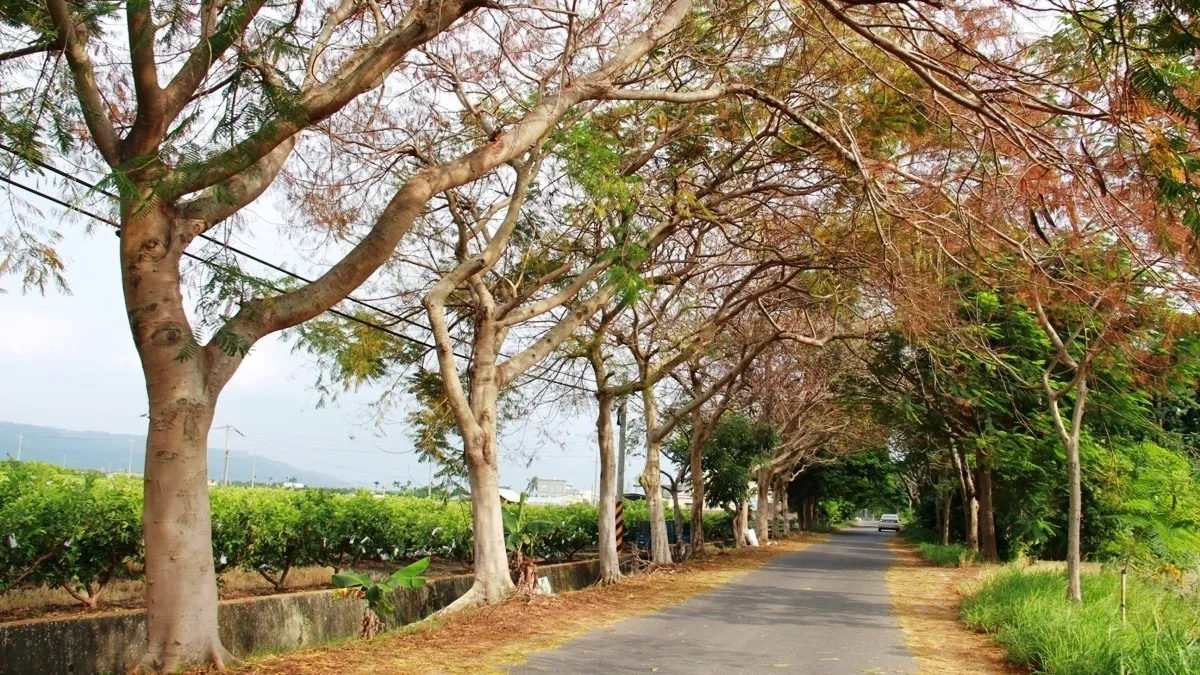 溪州綠色隧道樹蔭遭農民灌毒 鄉長不排除求償