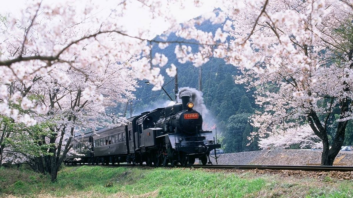 每逢花季,大井川鐵道盛開的櫻花總吸引大量遊客!(圖/ZEKKEI JAPAN) 每逢花季,大井川鐵道盛開的櫻花總吸引大量遊客!(圖/ZEKKEI JAPAN)