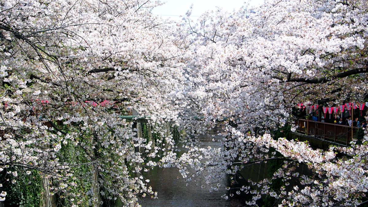 日本賞櫻最人氣景點「目黑川」。(圖/想想論壇提供) 日本賞櫻最人氣景點「目黑川」。(圖/想想論壇提供)