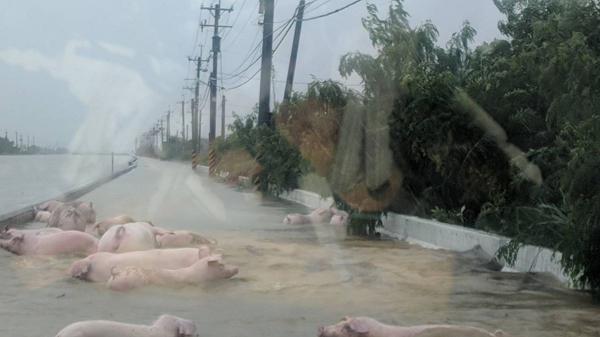熱帶性低氣壓造成豪雨不斷,南部災情慘重。圖為嘉義地區淹水情形。(圖/網友提供) 熱帶性低氣壓造成豪雨不斷,南部災情慘重。圖為嘉義地區淹水情形。(圖/網友提供)