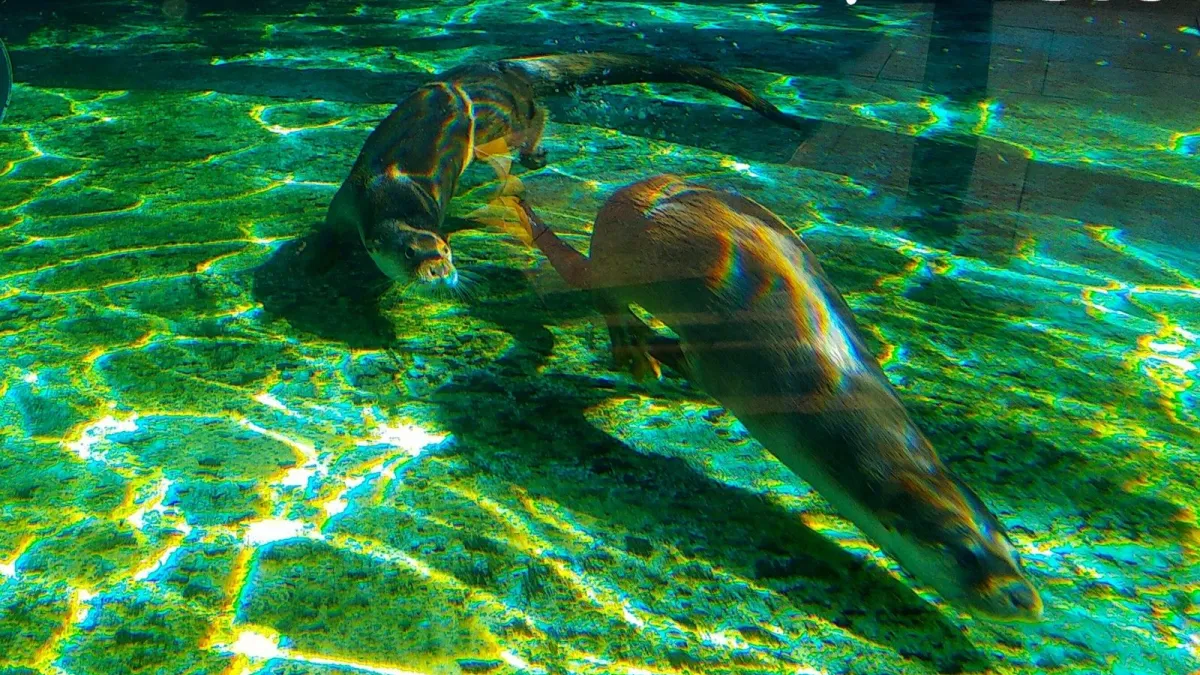 台北市立動物園的歐亞水獺「金莎」於9日再產一子。(資料照,台北市政府提供)