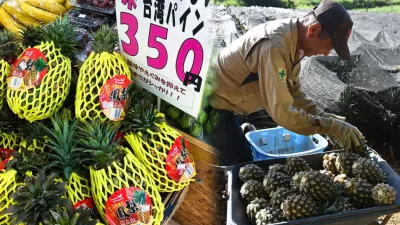 鳳梨在日本與台灣移民的關係深厚(圖片來源:作者拍攝)