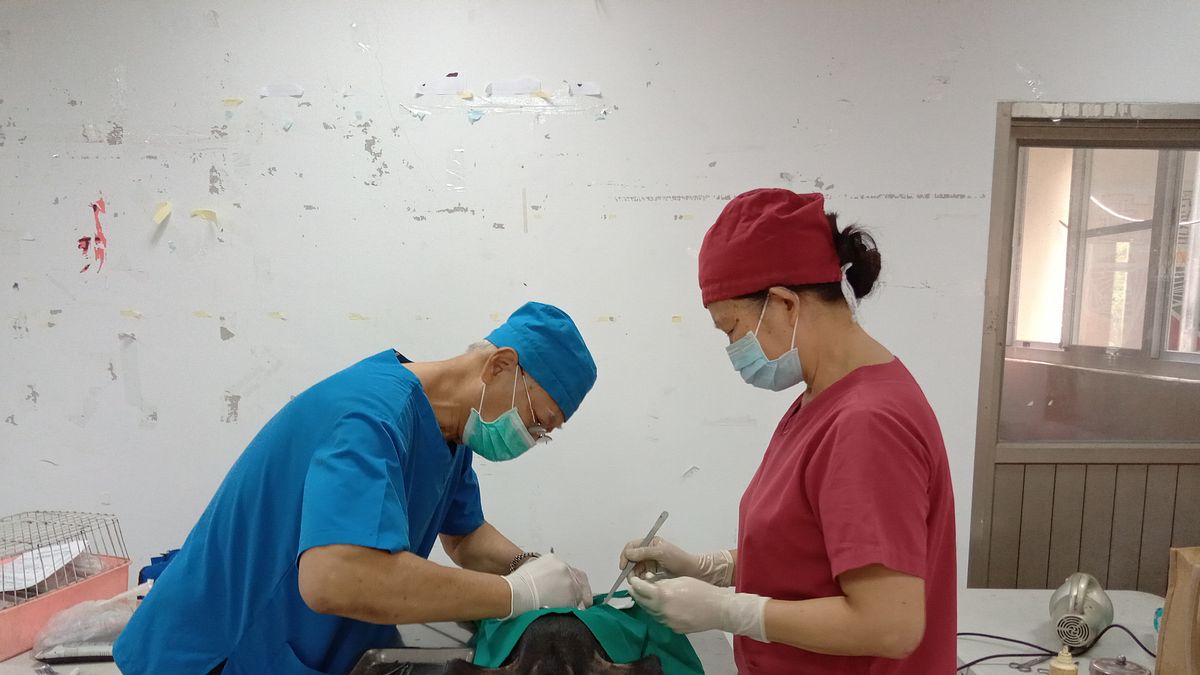 高雄市動物保護處112年度犬貓三合一活動將由原鄉開跑 。(圖/高雄市動保處提供) 高雄市動物保護處112年度犬貓三合一活動將由原鄉開跑 。(圖/高雄市動保處提供)