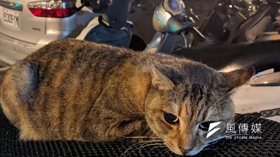 有人說穆斯林文化裡面一直有愛貓的文化,人稱「喵斯林」。(新新聞資料照)