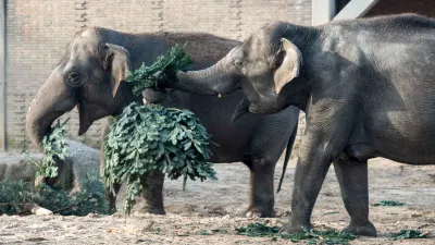 人類不要的耶誕樹對大象而言是完美的零食。(圖/柏林動物園)