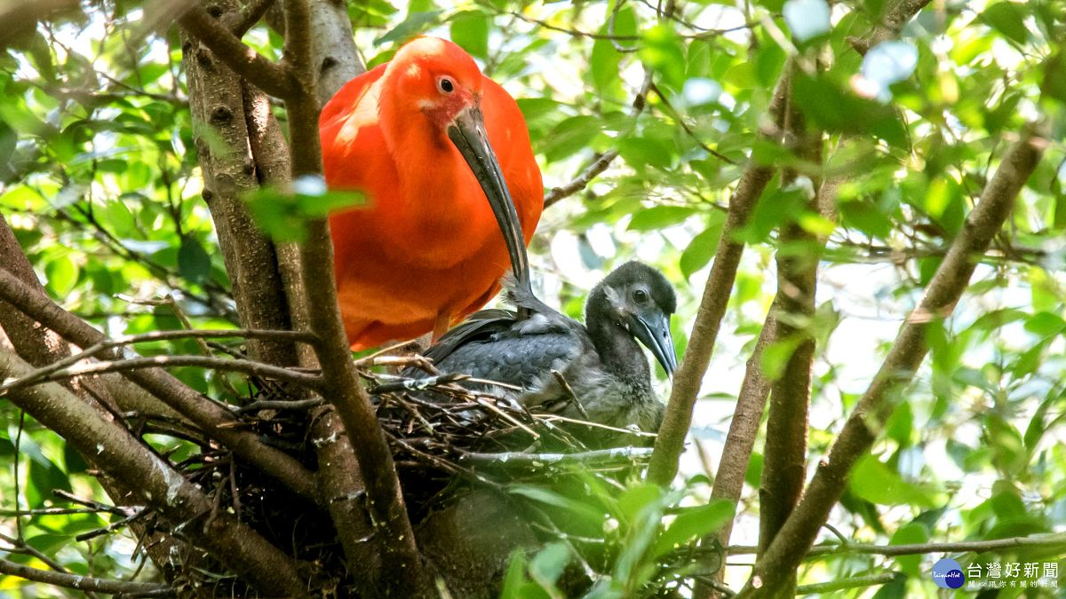 紅鹮雛鳥「趴趴走」 保育員以為「失蹤」了 紅鹮雛鳥「趴趴走」 保育員以為「失蹤」了