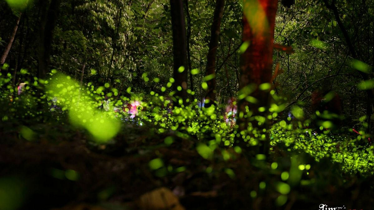 每年4、5月是螢火蟲繁殖季節,新北市許多景點都能看到螢火蟲的蹤跡。(圖/新北市政府客家事務局提供) 每年4、5月是螢火蟲繁殖季節,新北市許多景點都能看到螢火蟲的蹤跡。(圖/新北市政府客家事務局提供)
