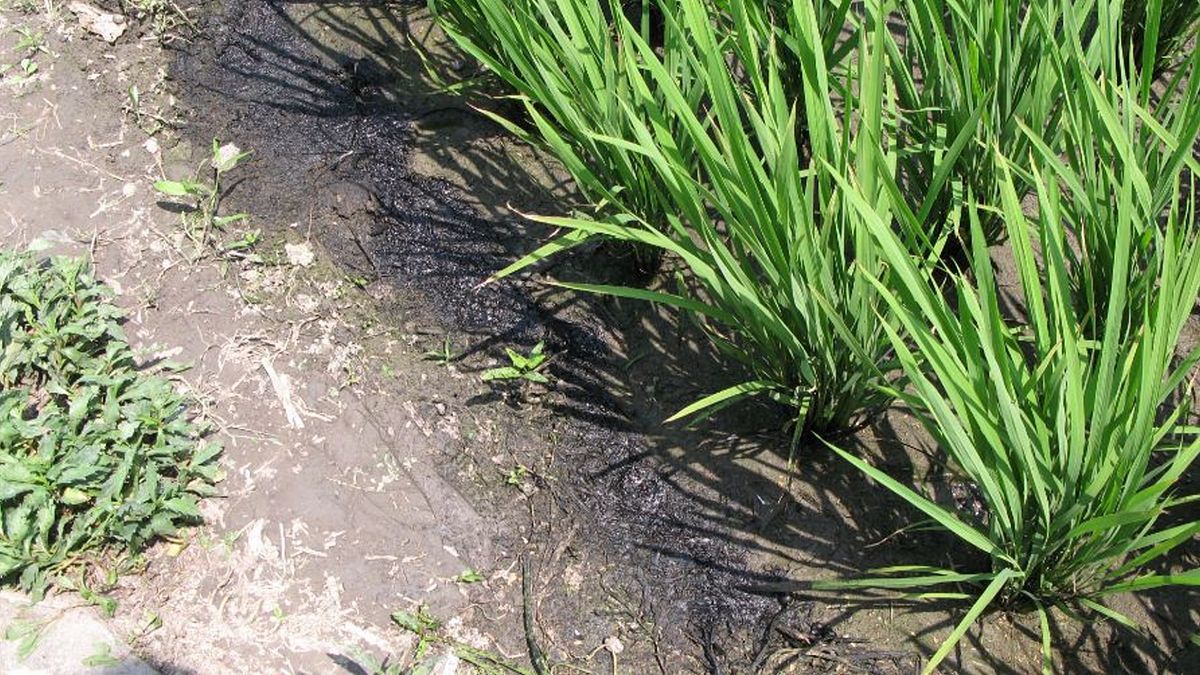 偷倒污水危害家鄉農田 外埔一男子遭逮 偷倒污水危害家鄉農田 外埔一男子遭逮