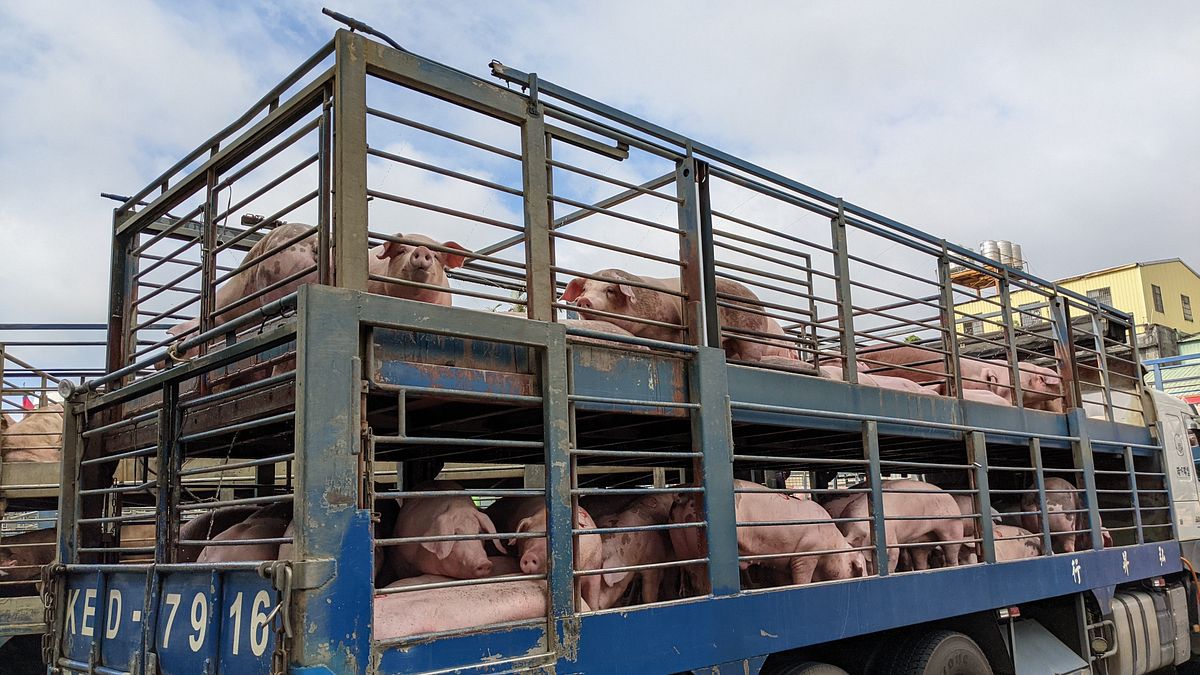 幕後》非洲豬瘟中央、地方誰之過?7年防疫神話崩塌 邊境、廚餘防線雙失靈