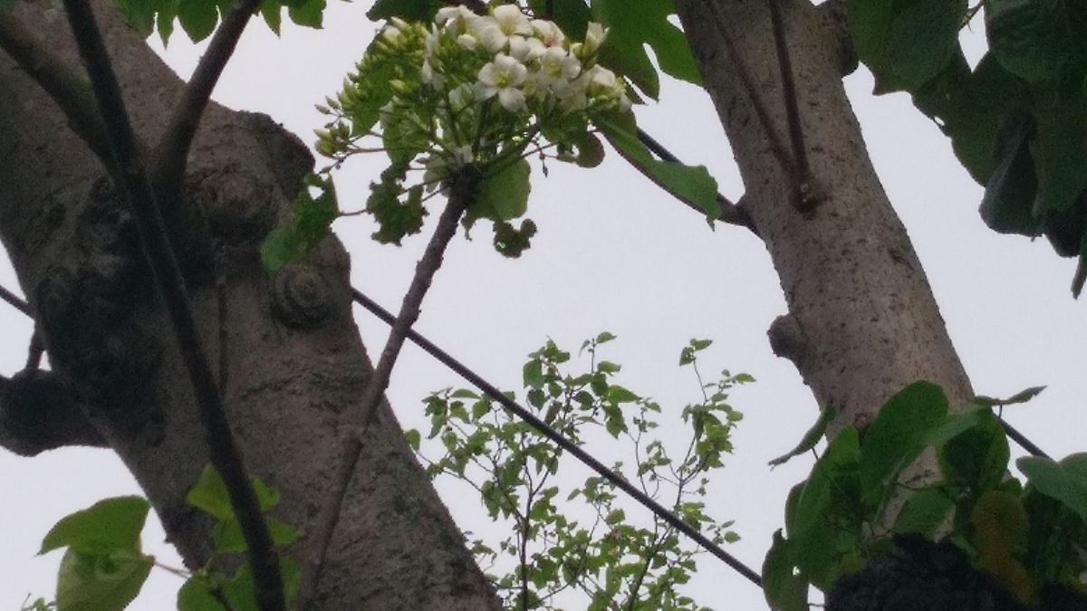 油桐花開大溪搶頭香 賞花兼遊老街正當時 油桐花開大溪搶頭香 賞花兼遊老街正當時