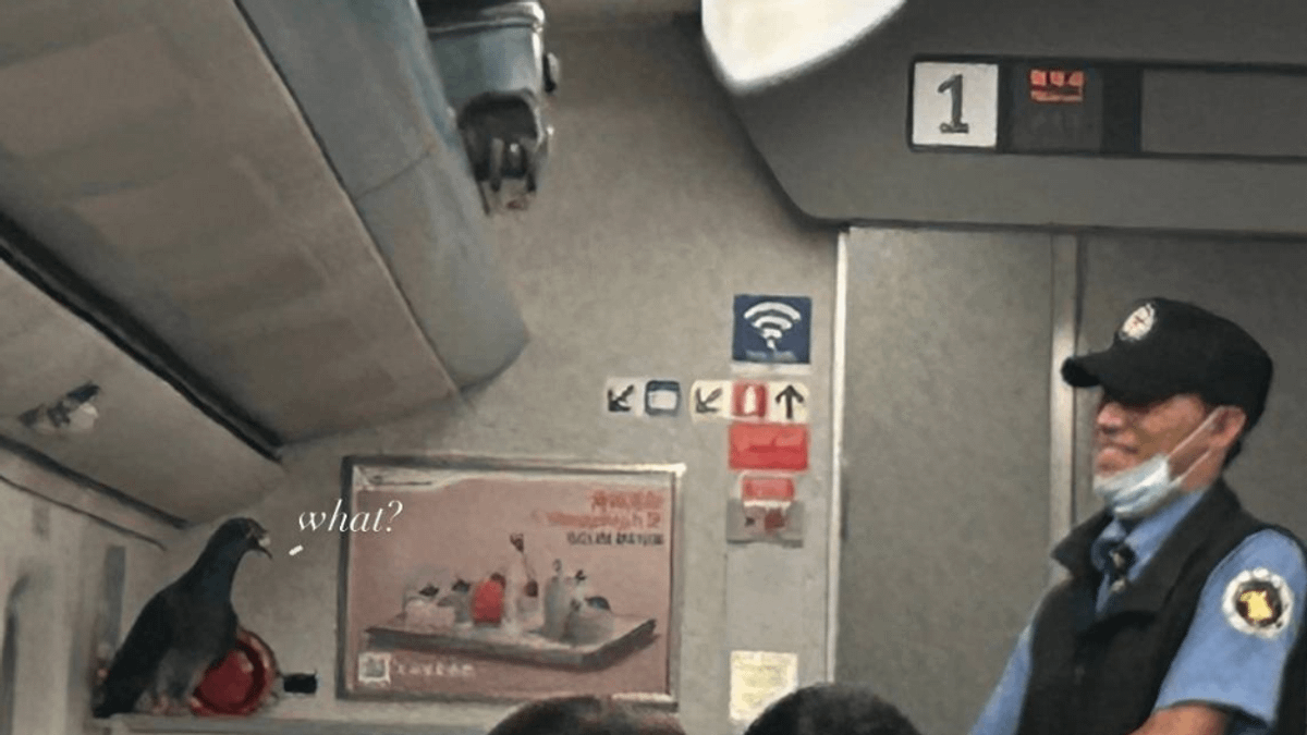 有買早鳥票?鴿子現身高鐵車廂!現場上演捕鴿大作戰「飼主當場被趕下車」(圖/Threads@wweng____授權) 有買早鳥票?鴿子現身高鐵車廂!現場上演捕鴿大作戰「飼主當場被趕下車」(圖/Threads@wweng____授權)