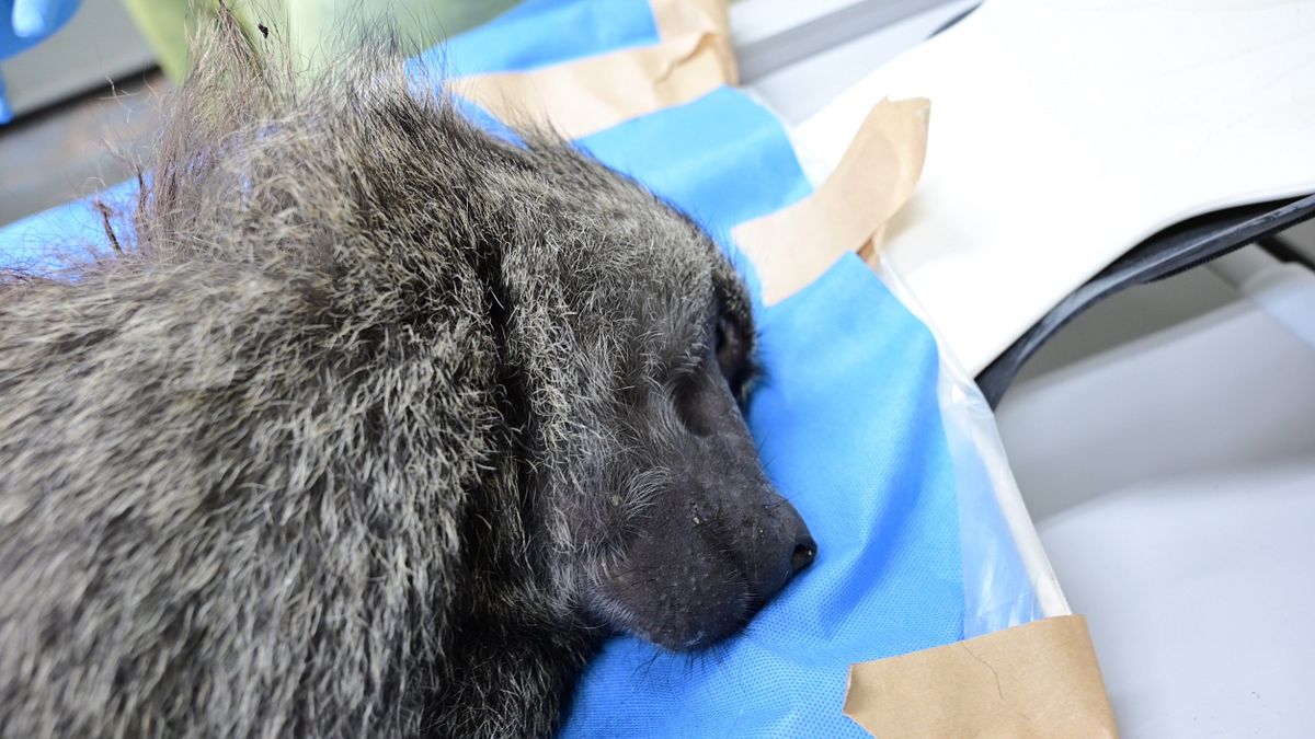 狒狒移送北市立動物園檢驗。(圖/林務局提供) 狒狒移送北市立動物園檢驗。(圖/林務局提供)