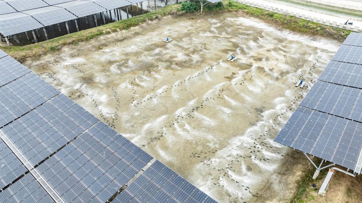 配合政策卻落得三輸局面?嘉義漁電共生撤照案延燒,養殖戶與地主自救提告縣府