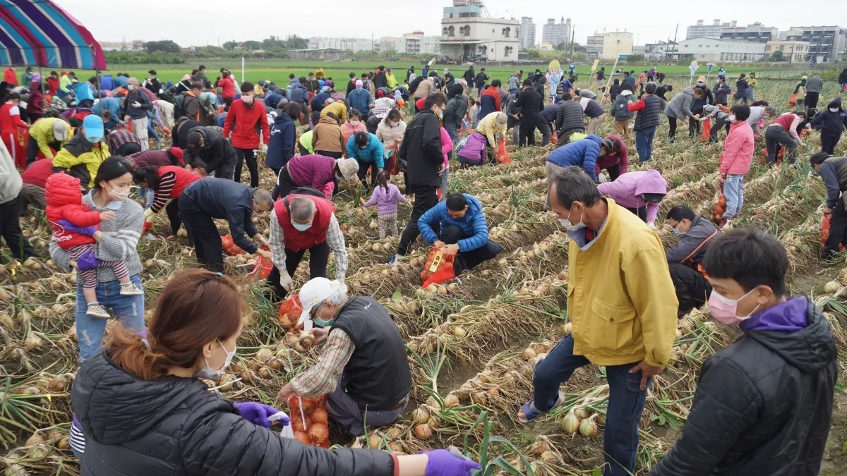 中油石化部配合林園洋蔥產季舉辦企業家庭日活動,邀請在職及退休員眷體驗採蔥趣(圖/中油部提供)