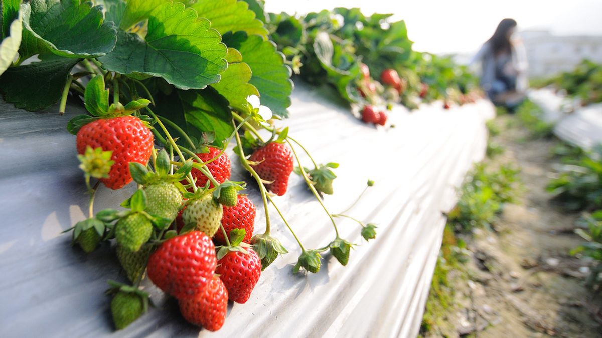 冬天就是要採草莓!(圖/S' lickr@flickr) 冬天就是要採草莓!(圖/S' lickr@flickr)