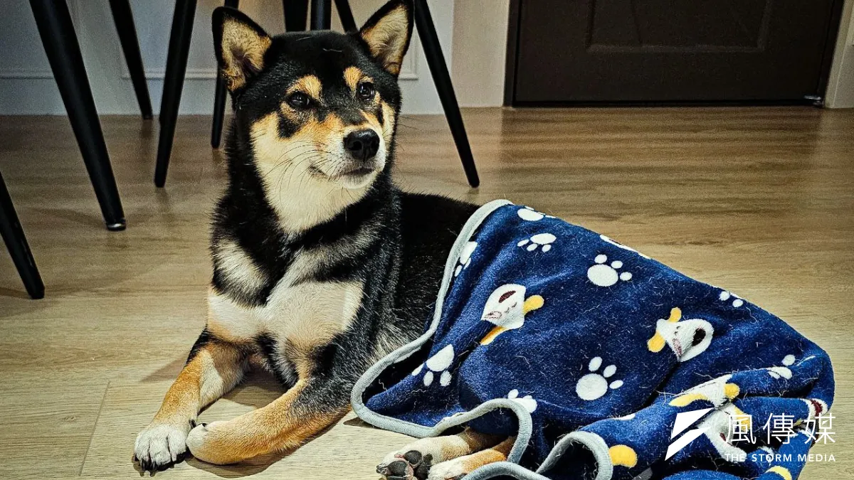 宜蘭縣提供混種犬貓絕育補助、犬貓免費寵物登記補助,此外,台北、新北則有提供犬貓絕育補助、寵物保險補助,飼主可以多加把握機會。(資料照/洪煜勛攝)