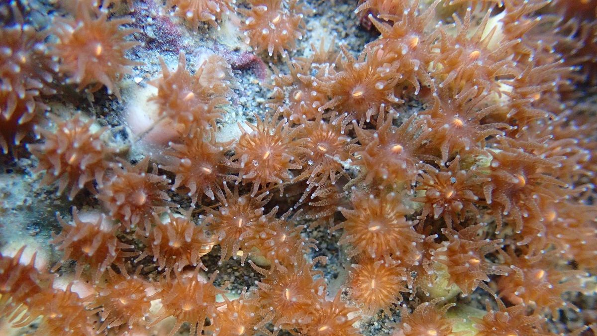 台灣中油舉邀請民眾一同尋找保育類動物-柴山多杯孔珊瑚蹤跡。(圖/台灣中油提供) 台灣中油舉邀請民眾一同尋找保育類動物-柴山多杯孔珊瑚蹤跡。(圖/台灣中油提供)