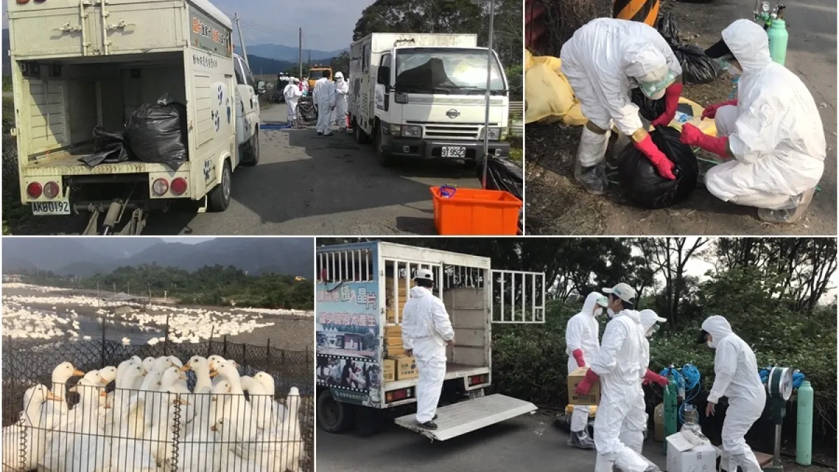 又有禽流感確診 宜縣再殺12800隻成鴨