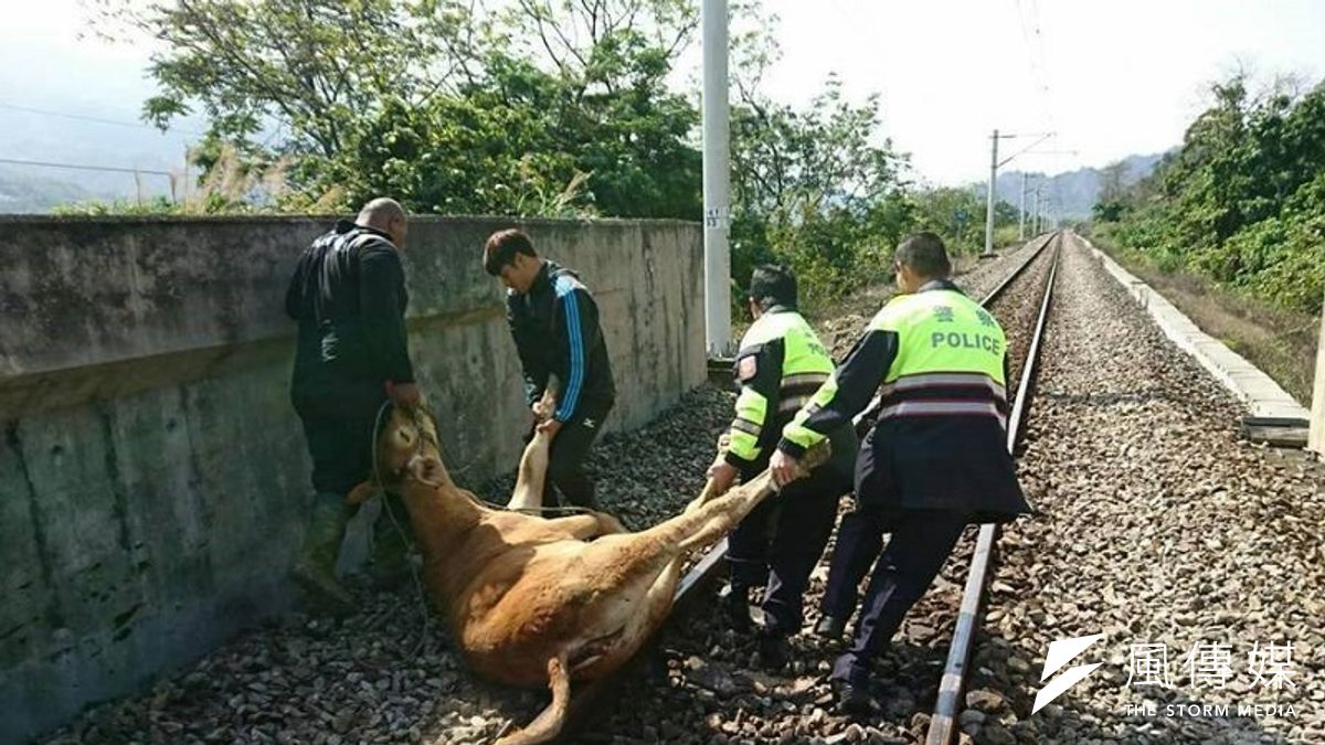 台鐵從台東開往花蓮區間車4621車次意外在山里至鹿野路段撞上誤闖鐵軌的牛群。(台鐵提供) 台鐵從台東開往花蓮區間車4621車次意外在山里至鹿野路段撞上誤闖鐵軌的牛群。(台鐵提供)
