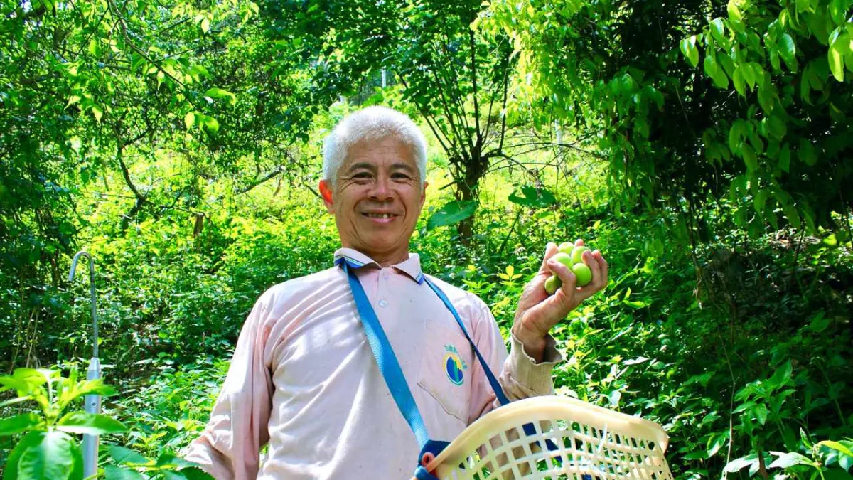 台南梅嶺種梅三十年的有機農民許鴻文(圖片來源:上下游新聞市集,攝影/馬振瀚)