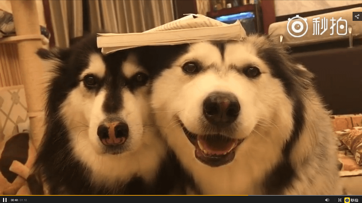 被主人處罰「頂書」的哈士奇(微博) 被主人處罰「頂書」的哈士奇(微博)