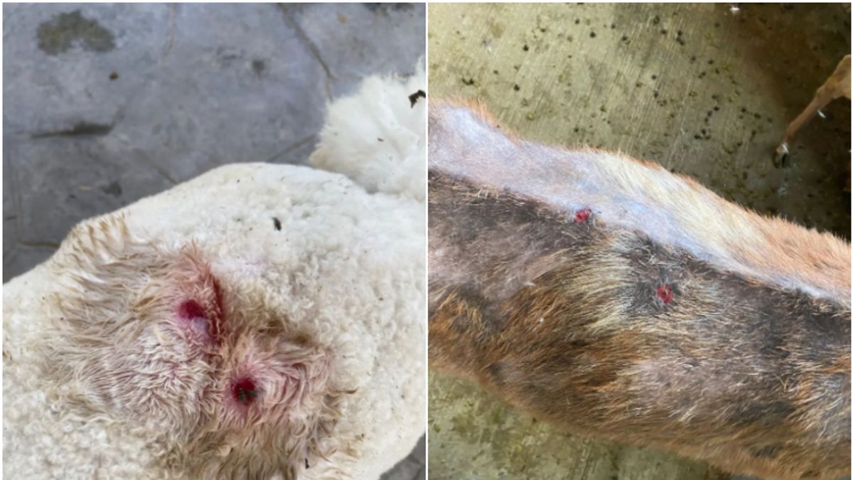 園區內有吸血蒼蠅。(圖/翻攝自Dcard) 園區內有吸血蒼蠅。(圖/翻攝自Dcard)