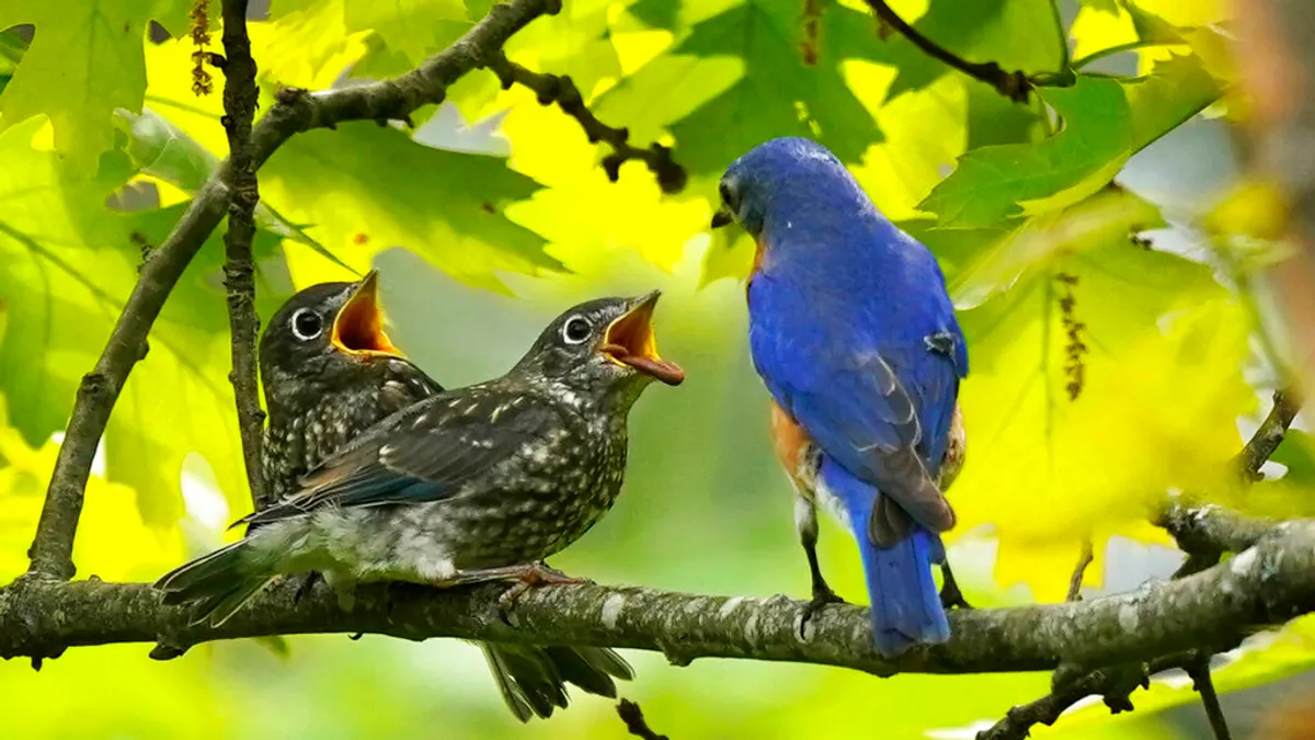 2022年5月,美國緬因州的藍鳥正在餵自己的孩子。(美聯社)