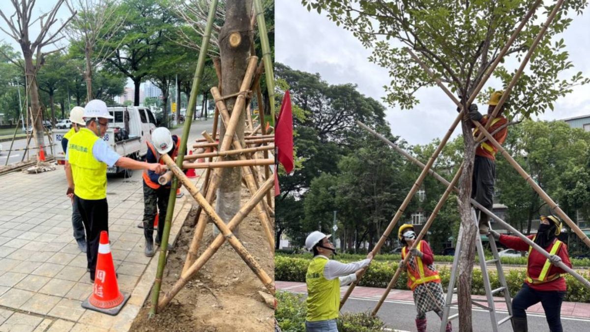 因應山陀兒颱風逼近,公園處長林燦明(左)督導同仁,加強樹木支架巡檢固定及路、園燈巡檢;並持續進行樹木修剪作業。(圖/高雄市工務局提供) 因應山陀兒颱風逼近,公園處長林燦明(左)督導同仁,加強樹木支架巡檢固定及路、園燈巡檢;並持續進行樹木修剪作業。(圖/高雄市工務局提供)