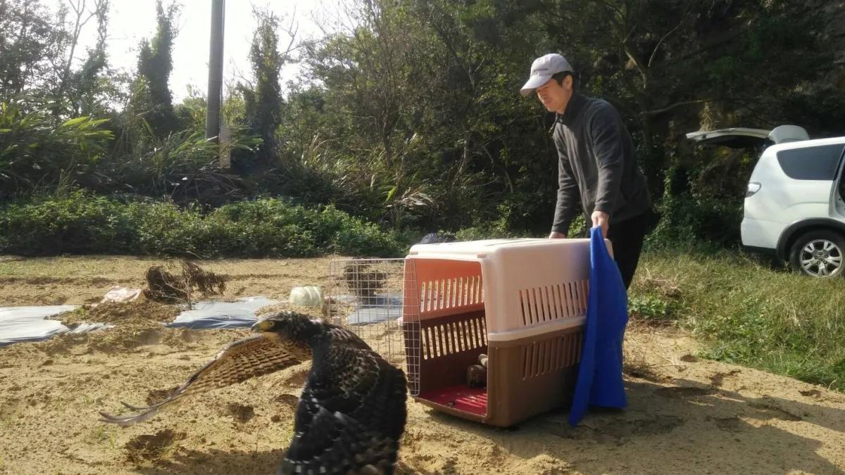 大冠鷲被獸夾夾傷 療養三週重回天際翱翔
