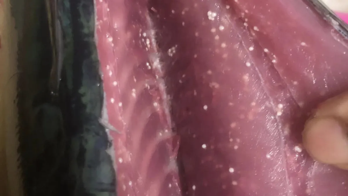 女網友收到海釣魚,切開後竟發現魚肉佈滿白色小點。(圖/爆怨公社)