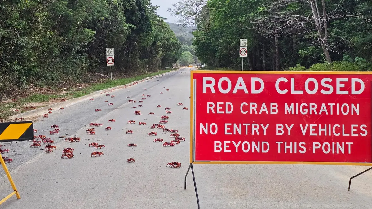 每年南半球的夏季降雨到來之際,位於印度洋的澳洲聖誕島都會上演一場世界級的紅色奇觀,數以千萬計的紅蟹離開森林,展開長途跋涉前往海岸進行繁殖,預計數量高達一億隻。面對這群數量龐大且「橫行霸道」的甲殼類動物,當地居民不僅沒有感到困擾,反而運用各種工具主動提供協助,展現出人與自然共存的情景。(圖/美聯社) 每年南半球的夏季降雨到來之際,位於印度洋的澳洲聖誕島都會上演一場世界級的紅色奇觀,數以千萬計的紅蟹離開森林,展開長途跋涉前往海岸進行繁殖,預計數量高達一億隻。面對這群數量龐大且「橫行霸道」的甲殼類動物,當地居民不僅沒有感到困擾,反而運用各種工具主動提供協助,展現出人與自然共存的情景。(圖/美聯社)