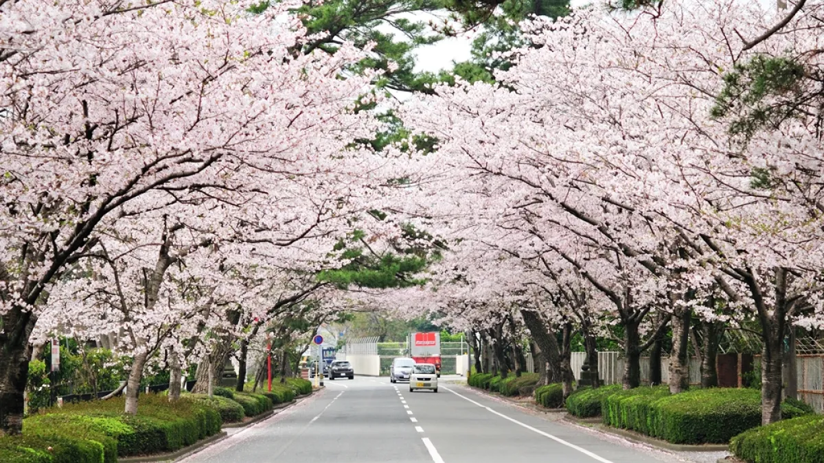 在日本讀大學,究竟是幸運還是一場惡夢?(示意圖/gtknj@flickr)