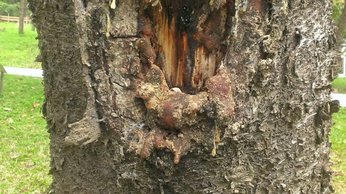 佳里公園老樹染病 立委黃偉哲全力搶救