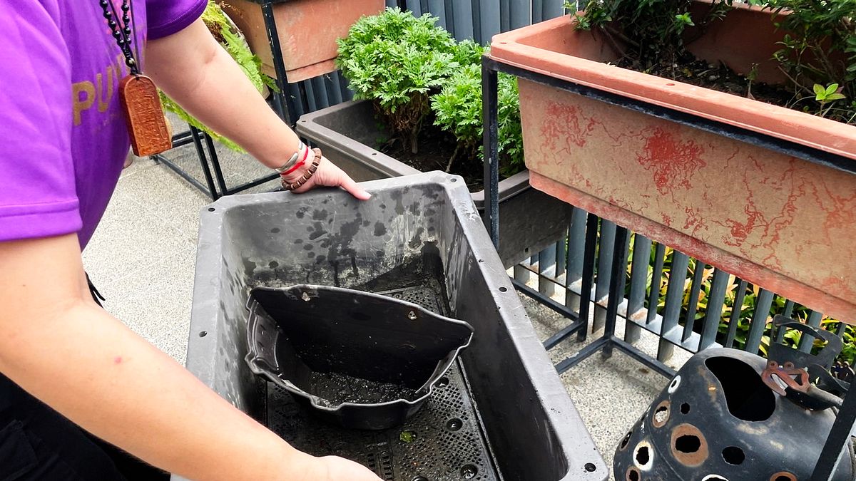 臺東縣政府環保局呼籲民眾清除積水,避免蚊蟲孳生。(圖/臺東縣政府環保局提供) 臺東縣政府環保局呼籲民眾清除積水,避免蚊蟲孳生。(圖/臺東縣政府環保局提供)