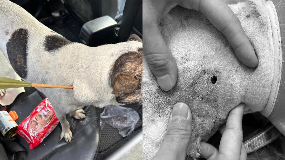 雲林浪犬脖子遭人惡意用弓箭射穿,拔除後留下一個大洞。(圖/翻攝自FB/雲林動物關懷協會) 雲林浪犬脖子遭人惡意用弓箭射穿,拔除後留下一個大洞。(圖/翻攝自FB/雲林動物關懷協會)