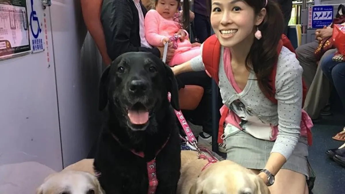 狗狗友善公車初體驗 民眾搶摸拉不拉多要合照