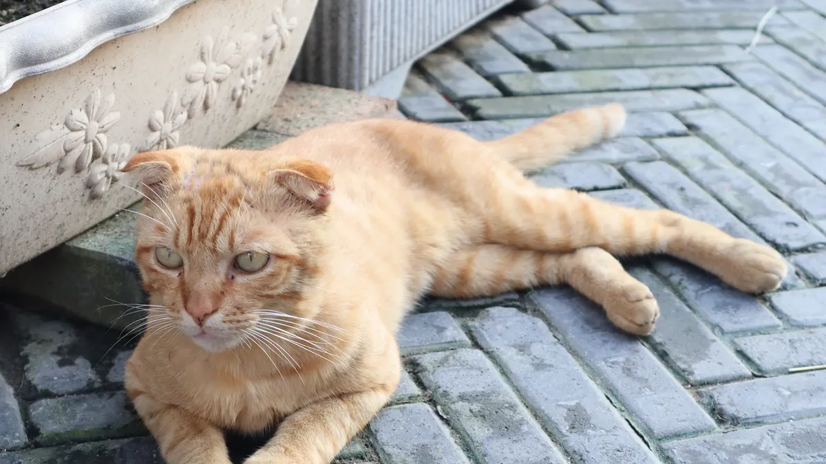 新北市動保處提醒貓飼主,貓納入強制寵物登記1年緩衝期將於年底屆滿。(示意圖/馬安妮攝) 新北市動保處提醒貓飼主,貓納入強制寵物登記1年緩衝期將於年底屆滿。(示意圖/馬安妮攝)