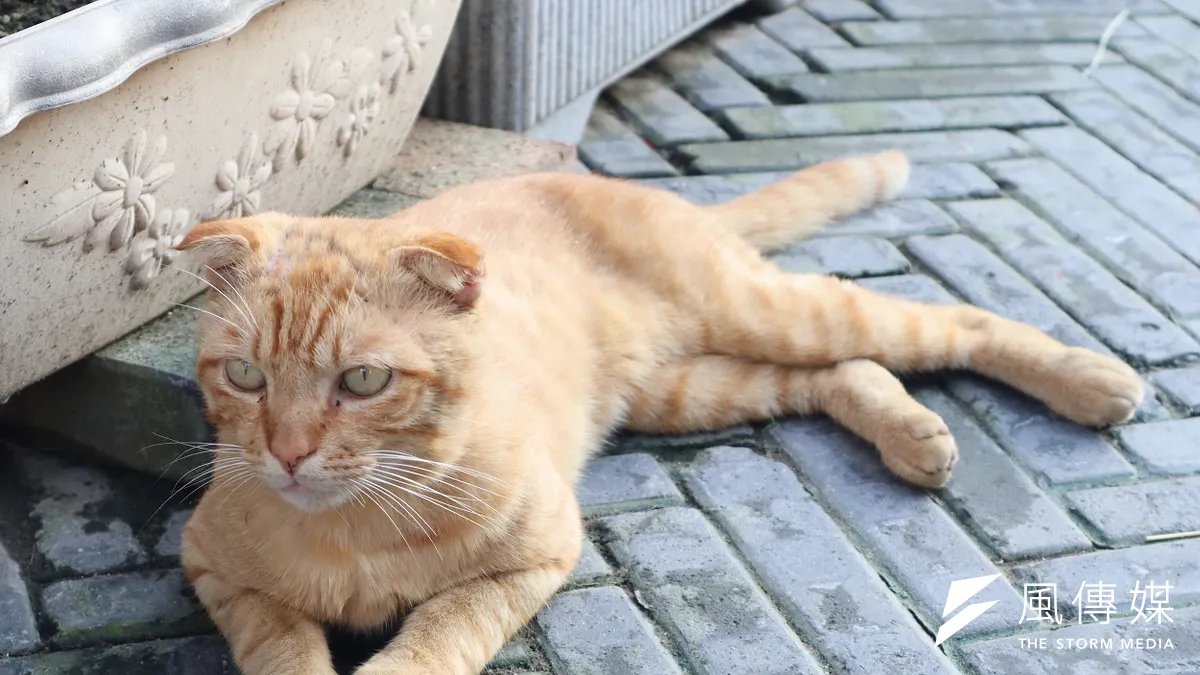 新北市動保處提醒貓飼主,貓納入強制寵物登記1年緩衝期將於年底屆滿。(示意圖/馬安妮攝) 新北市動保處提醒貓飼主,貓納入強制寵物登記1年緩衝期將於年底屆滿。(示意圖/馬安妮攝)
