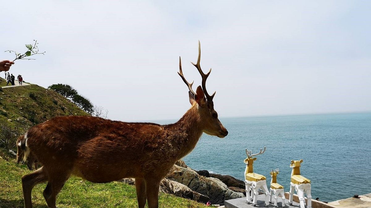 北竿島北方的小島-大坵有豐富的動植物生態及海蝕地形,還有野放的梅花鹿。(圖/馬祖國家風景區管理處提供) 北竿島北方的小島-大坵有豐富的動植物生態及海蝕地形,還有野放的梅花鹿。(圖/馬祖國家風景區管理處提供)